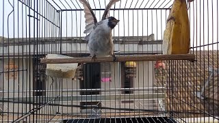 Download lagu KUTILANG JANTAN GACOR BIRAHI MINTA KAWIN, SANGAT MANJUR UNTUK PANCINGAN KUTILANG BAHAN...!!! mp3