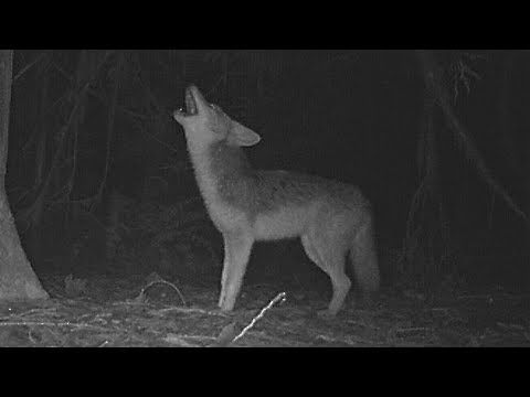 Lone Coyote