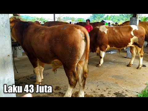 Lapak Bapak Nurdin dilarisi Juragan dari Bandung