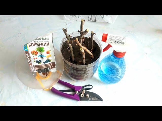 Youtube Video Youtube Video