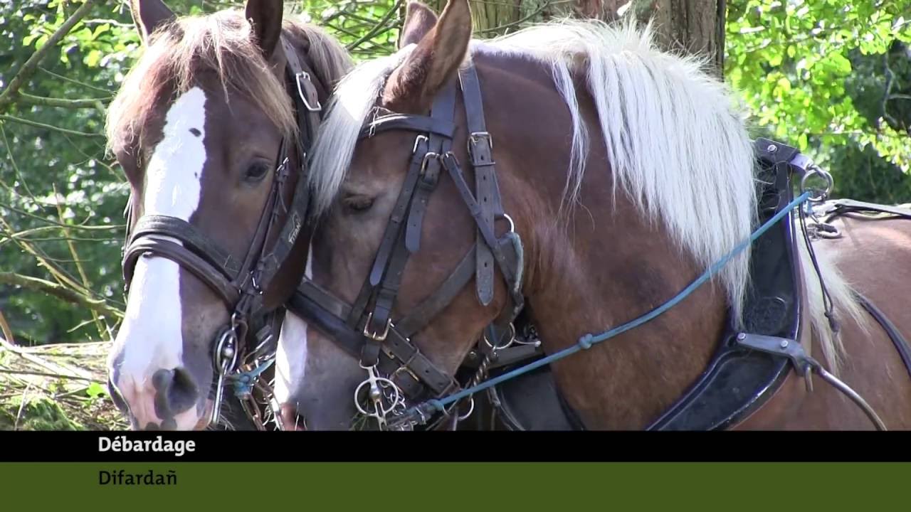 Le cheval de trait breton au service des espaces naturels du Parc d'Armorique