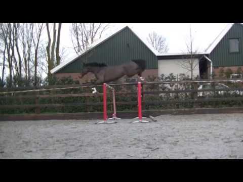 4yo Clarimo x Larome Mare ~ Loose-jumping