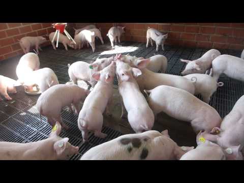 Die Mirkosuhle - Abkühlung im Aufzuchtstall