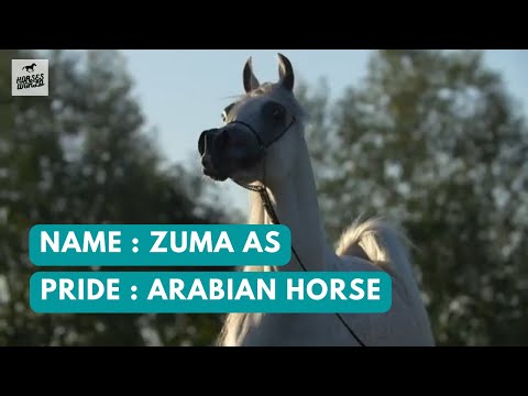 Arabian Horse ZUMA AS - Trussardi x Chantilly