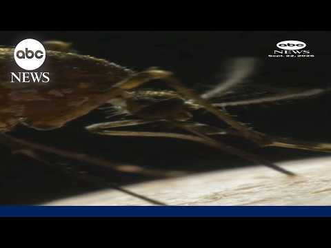 Mosquito-borne illnesses rise across the county