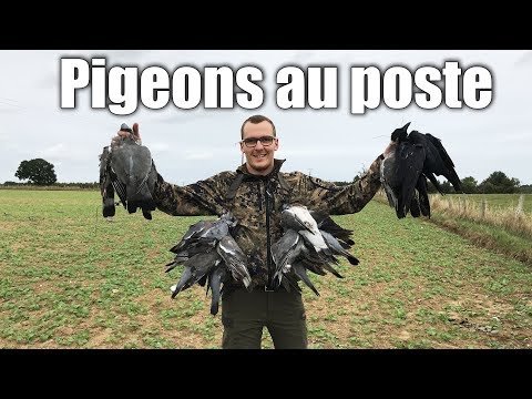 download lagu mp3 mp4 Pigeons Ramiers, download lagu Pigeons Ramiers gratis, unduh video klip Pigeons Ramiers