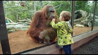 Дети и дикие животные - настоящее зоо видео животных  Подборка