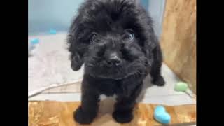 ハーフ犬の動画01
