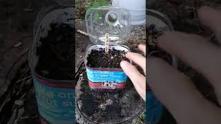 Winter Sowing Cardinal Flower Seeds. Anne Milligan.