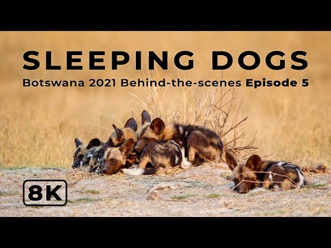 Sleeping Dogs | Botswana 2021 Ep 5 | Behind-the-scenes filming African wildlife in 8K