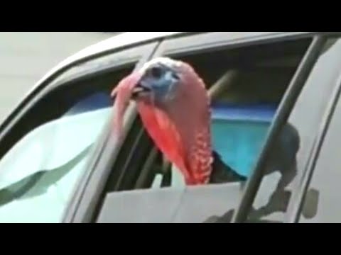 Faze comice 😄 incearca sa nu razi 😄 mori de ras 😄 faze haioase, amuzante 😄 citeste descrierea