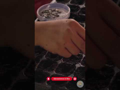 Kaltkeimer vs. Kühlkeimer: Dein Guide für die Winteraussaat