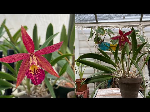 Lc Rustic Spots, A Must Have, Easy Care Tutorial