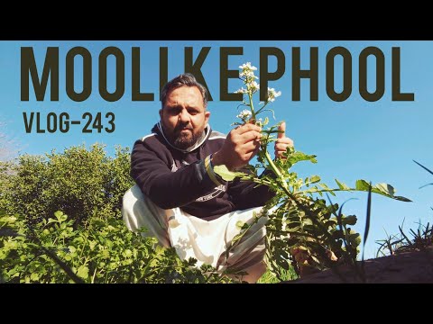 First Time Seeing Radish Flowers! 🌸 Village Life Vlog | Waheed Munna Vlogs #dailyvlog #villagelife