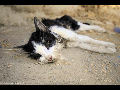 VERSUCHE NICHT ZU WEINEN!!!!!!!! (sad)