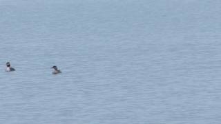 preview picture of video 'red-necked grebe'