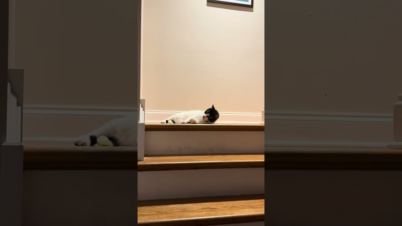 Enlarge Raja, a Adoptable Domestic Short Hair in Philadelphia, PA video 6/6