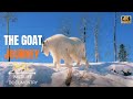The Goat Journey हिन्दी डॉक्यूमेंट्री Wildlife Documentary In 