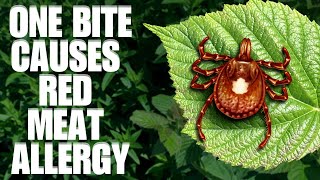 Natural DIY Remedy To Get Rid Of Ticks INSTANTLY On Dogs And People