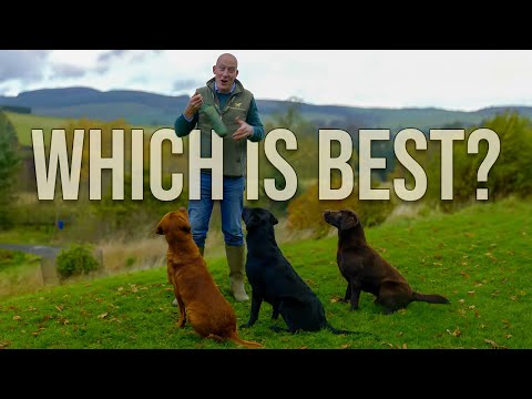 Labradors | Which Colour Is Best for You?