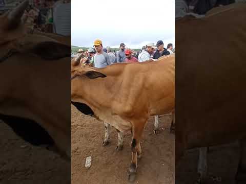 #youtubeviral #gado #pecuarista #fazenda #capoeiras #pernambuco #feiradegado #youtubeshorts