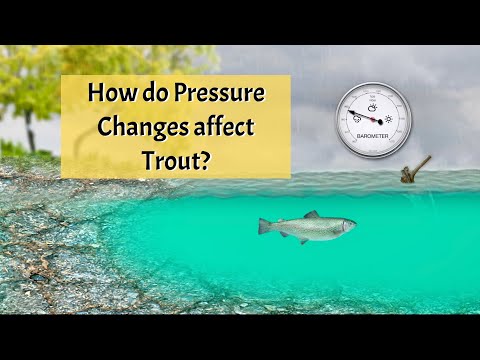 How does Pressure Affect Feeding Trout?