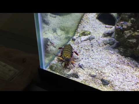Peacock Mantis Shrimp smashing emerald crab #2