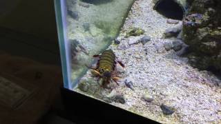 Peacock Mantis Shrimp smashing emerald crab #2