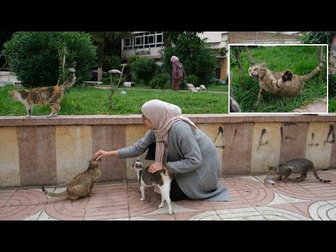 Stray cats are eagerly waiting for distributors of love and food to come.
