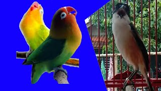 Download lagu Cendet GACOR isian LOVEBIRD ngekek panjang, masteran cendet TROTOL| kicau ocehan mp3