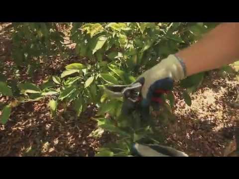 Tree Advice: How to Properly Prune Ornamental Trees