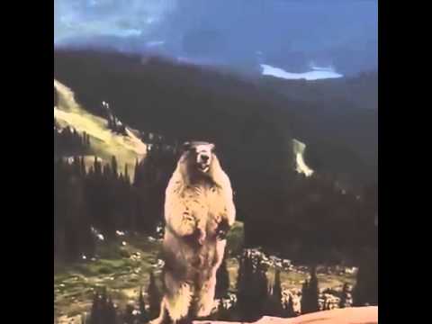 download lagu mp3 mp4 Screaming Beaver, download lagu Screaming Beaver gratis, unduh video klip Download Screaming Beaver Mp3 dan Mp4 Music Online Gratis