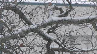 Dulce Pontes &amp; Ennio Morricone - Amália Por Amor..🎵