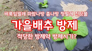 가을배추 방제 벌레 종류 적용 약제 [배추재배방법]