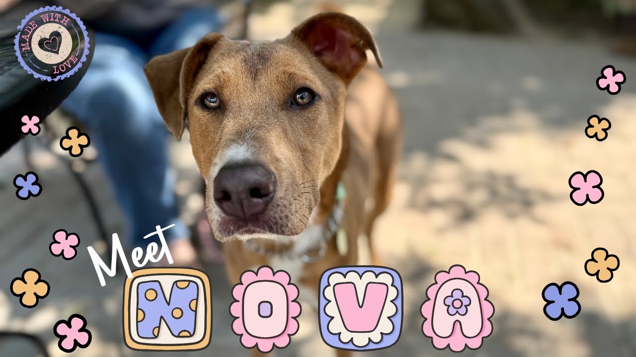 Enlarge Nova Sparkles Sweet Friend to All, a Adoptable mixed breed in Glastonbury, CT video 6/6