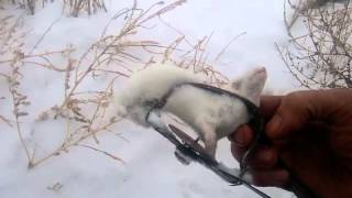 Приманка для ласки в капкан