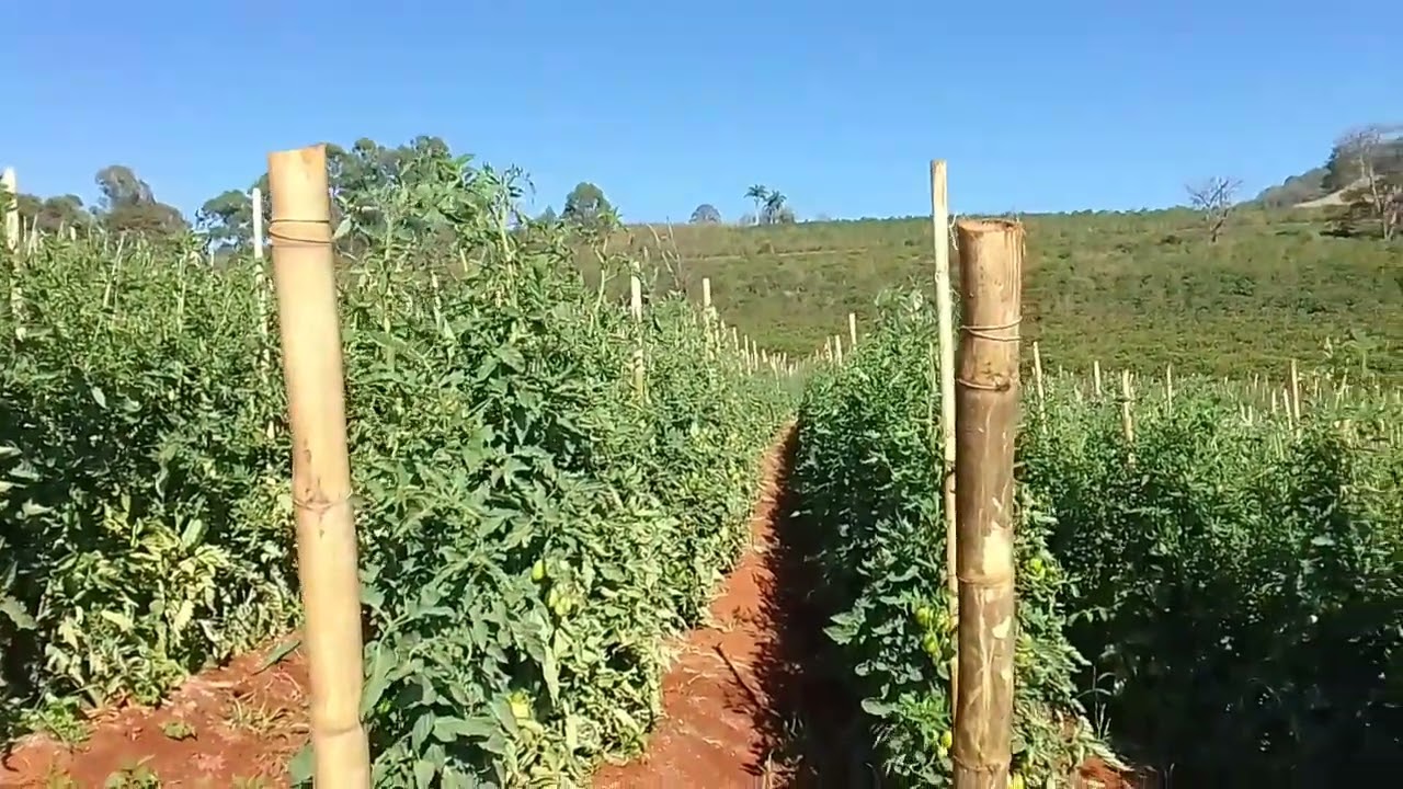 lavoura de tomate quase na hora dá colheita