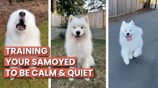 How To Train Your Samoyed To Be Calm and Quiet | Reactive Dog Training