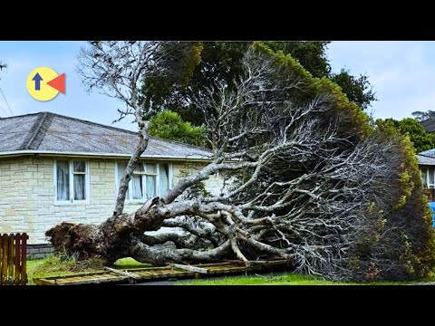 Trees Falling But They Get Increasingly DANGEROUS