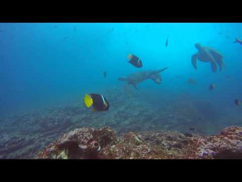 Scubadiving Isabela Island Galapagos Ecuador