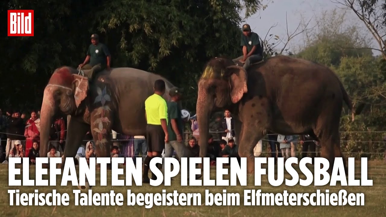 ELEFANTEN-ELFMETERSCHIESSEN: Tierische Fußballstars begeistern Fans beim ungewöhnlichen Turnier!