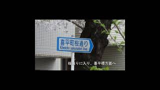 曇っているけど花見の散歩　小平市