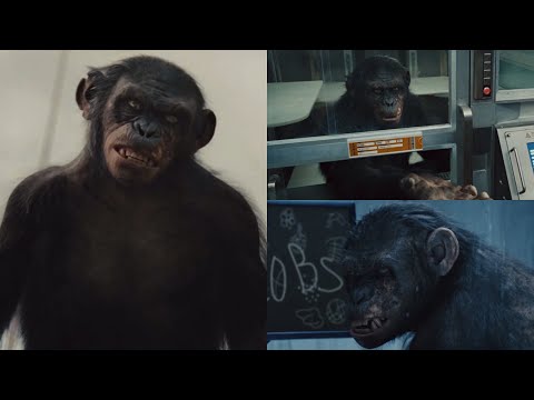 Koba Screen Time - Rise of The Planet of The Apes