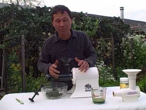 download lagu mp3 mp4 Is Wheatgrass A Vegetable, download lagu Is Wheatgrass A Vegetable gratis, unduh video klip Is Wheatgrass A Vegetable