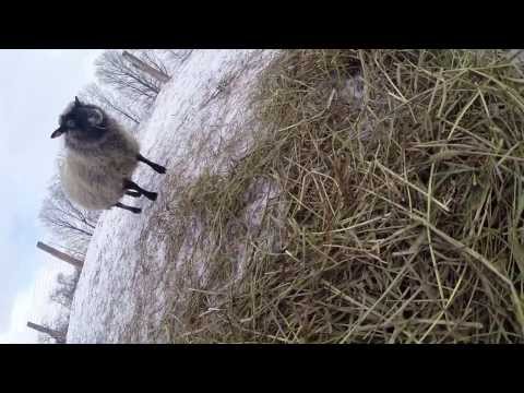Lazy Ewe Farm sheep filmed by sheep wearing GoPro