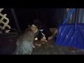TWO TOM CATS FIGHT