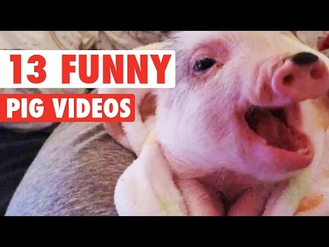 13 vidéos drôles de cochons || compilation géniale