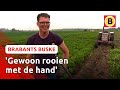 Boer Marc rooit de eerste aardappels van 2021 | Brabants Buske