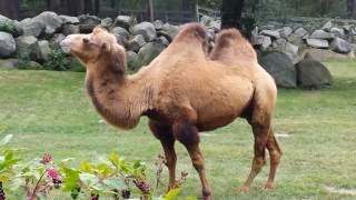 Heart (Unofficial Music Video)