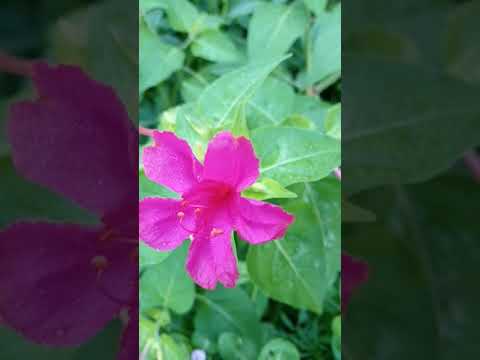 Param sundari # shorts # best whatsapp status# nature # beautiful flowers